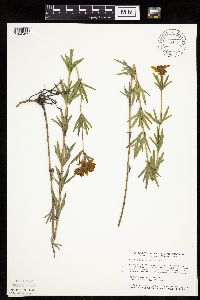 Coreopsis palmata image