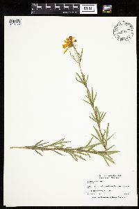 Coreopsis palmata image