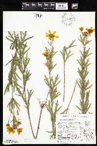 Coreopsis palmata image