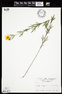 Coreopsis palmata image