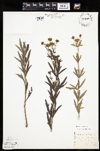 Coreopsis palmata image