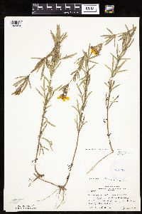 Coreopsis palmata image