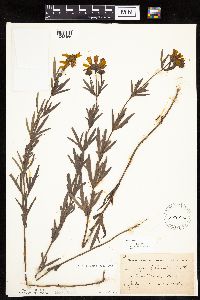 Coreopsis palmata image