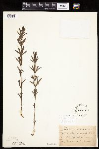 Coreopsis palmata image