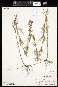 Coreopsis palmata image