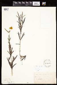 Coreopsis palmata image