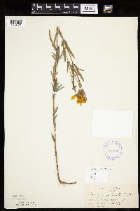 Coreopsis palmata image