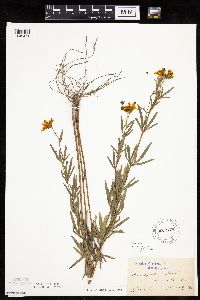 Coreopsis palmata image
