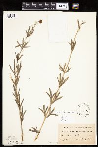 Coreopsis palmata image