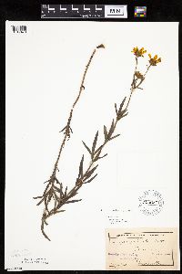 Coreopsis palmata image