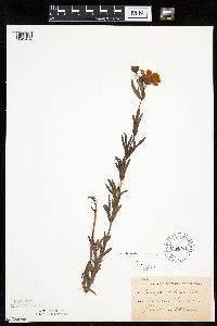 Coreopsis palmata image