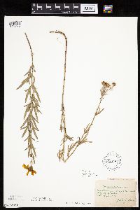 Coreopsis palmata image