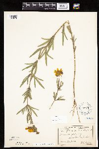 Coreopsis palmata image