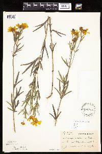 Coreopsis palmata image