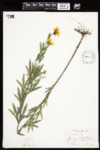 Coreopsis palmata image