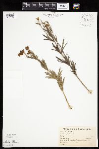 Coreopsis palmata image