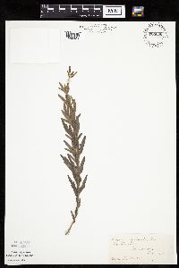 Coreopsis palmata image