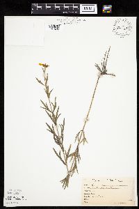 Coreopsis palmata image