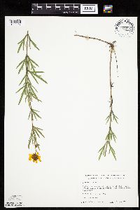Coreopsis palmata image