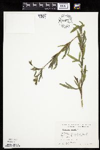Coreopsis palmata image