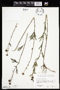 Coreopsis palmata image