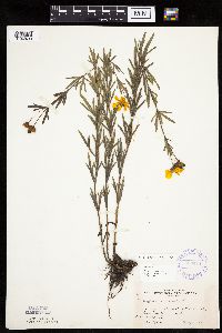 Coreopsis palmata image