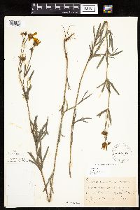 Coreopsis palmata image