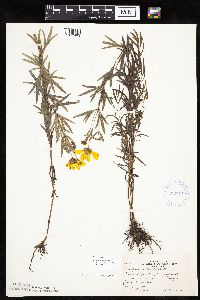 Coreopsis palmata image
