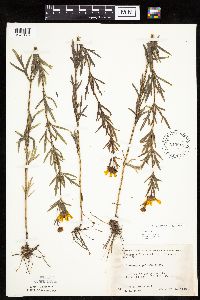 Coreopsis palmata image