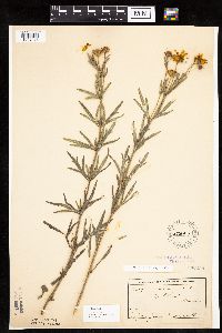 Coreopsis palmata image