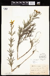 Coreopsis palmata image