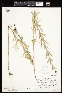Coreopsis palmata image