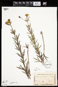 Coreopsis palmata image
