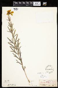 Coreopsis palmata image