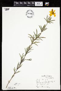 Coreopsis palmata image