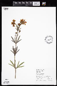 Coreopsis palmata image
