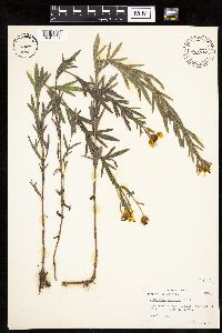 Coreopsis palmata image