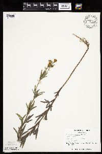Coreopsis palmata image