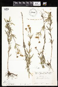 Coreopsis palmata image