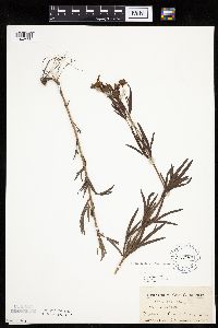 Coreopsis palmata image