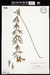 Coreopsis palmata image