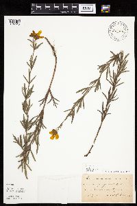 Coreopsis palmata image