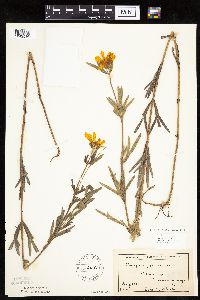 Coreopsis palmata image