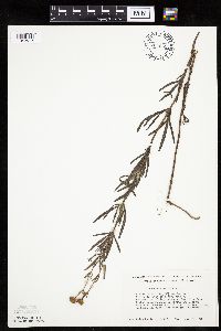 Coreopsis palmata image