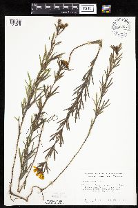 Coreopsis palmata image