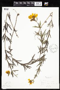 Coreopsis palmata image