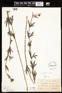 Coreopsis palmata image