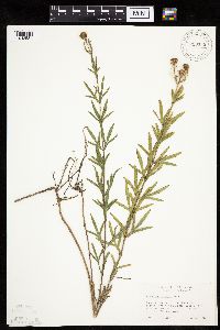 Coreopsis palmata image