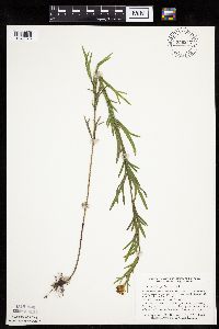 Coreopsis palmata image