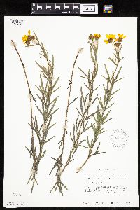 Coreopsis palmata image